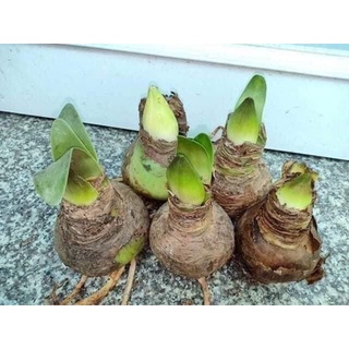 Hoa Lan Huệ kép (2 củ) HOA Tết