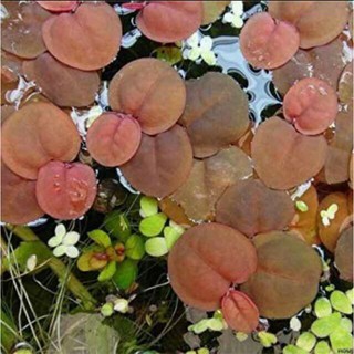 cây bèo rễ đỏ thủy sinh