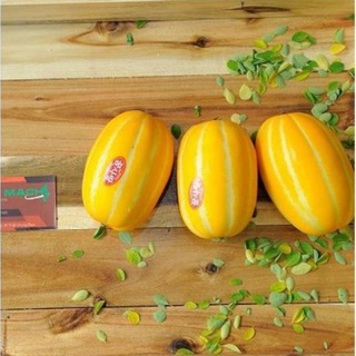 Hạt giống cây Dưa lê vàng Hàn Quốc (5 hạt)