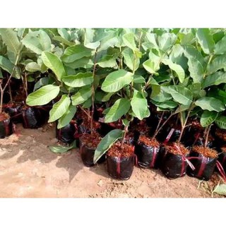 Cây ổi không hạt