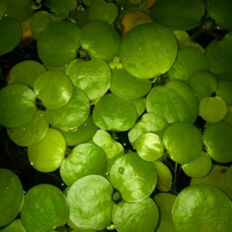 combo 20 ngọn bèo nhật trang trí bể thủy sinh