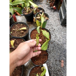 Cây nắp ấm Nx kuchingensis  green