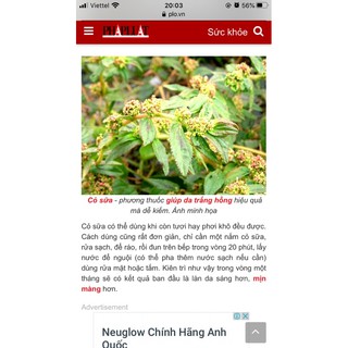 Cỏ sữa tươi -khô 100gr