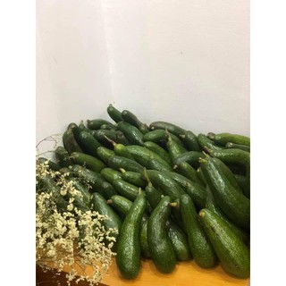 Cây Bơ Hama 034 Quả Dài( 5kg)