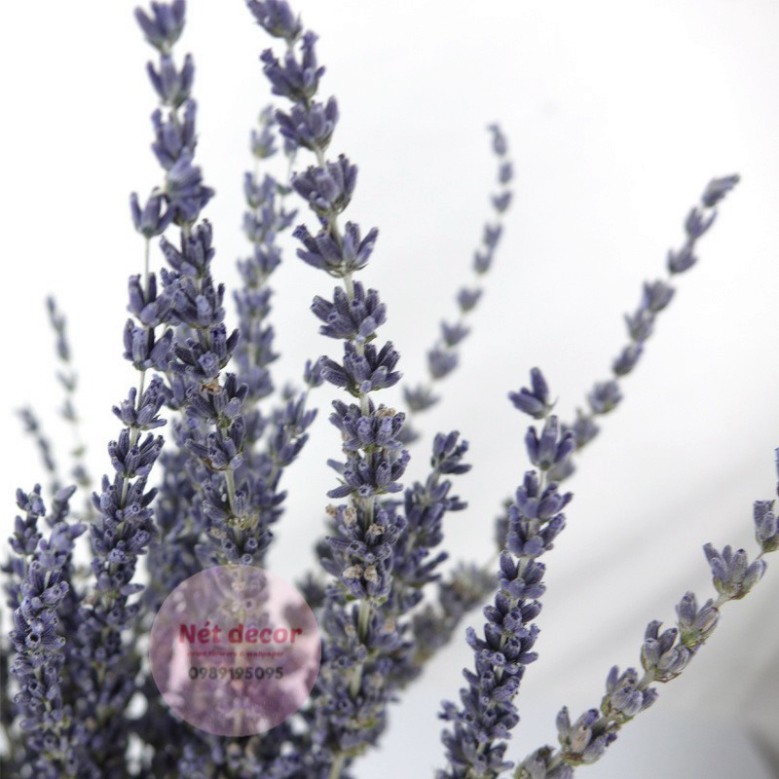 Bó hoa Lavender  khô tự nhiên
