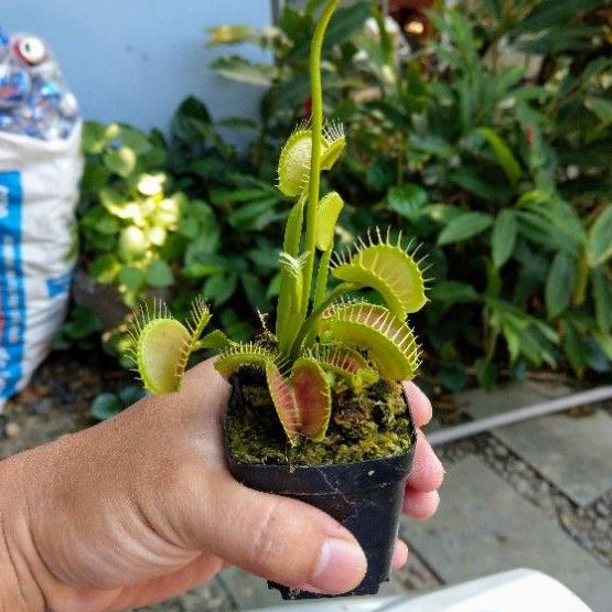 cây bẫy kẹp venus flytrap