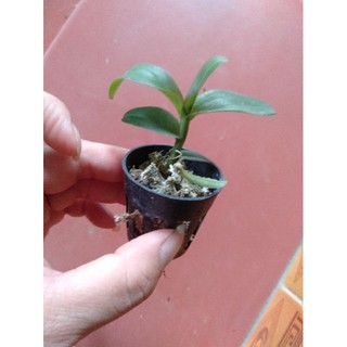Hoa phong lan phi điệp lộc bắc gieo hạt