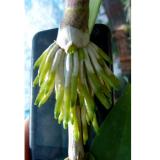 Chế phẩm kích ra rễ Super root B1 5 lít kèm ống đong (can vuông 5 lít)
