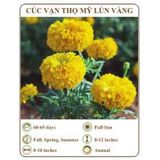 Hạt giống cúc vạn thọ mỹ lùn vàng - THE XANH
