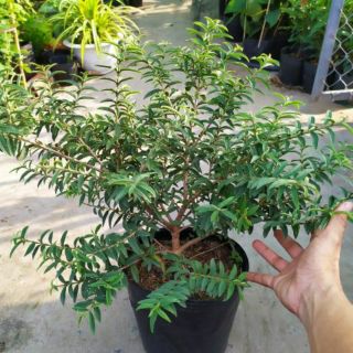 Ổi ruột vàng .... Ổi lá kim....thơm ngon