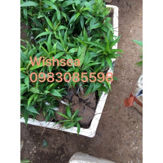 cây đào bích, đào phai