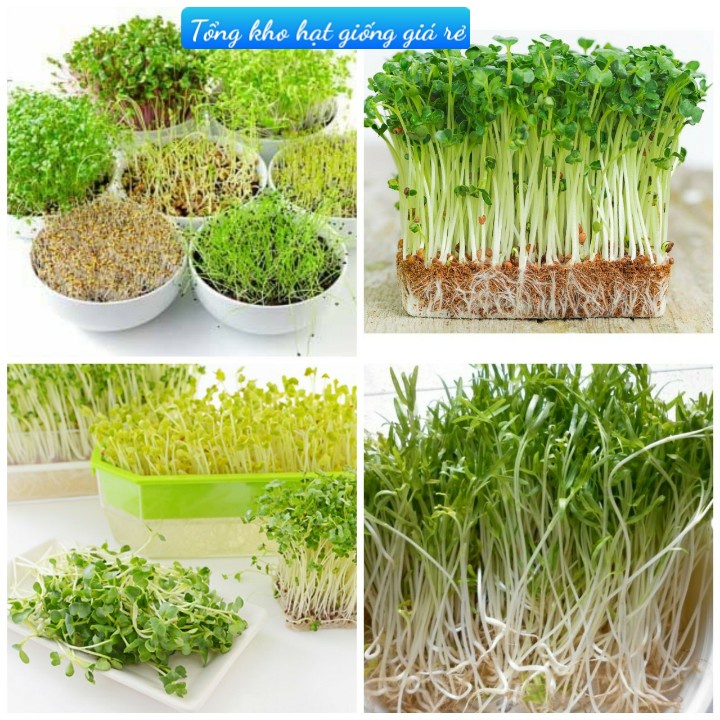 (Gói 100 hạt) Hạt giống mầm rau muốngdễ trồng kháng bệnh tốt năng suất cao-Tổng kho hạt giống giá rẻ
