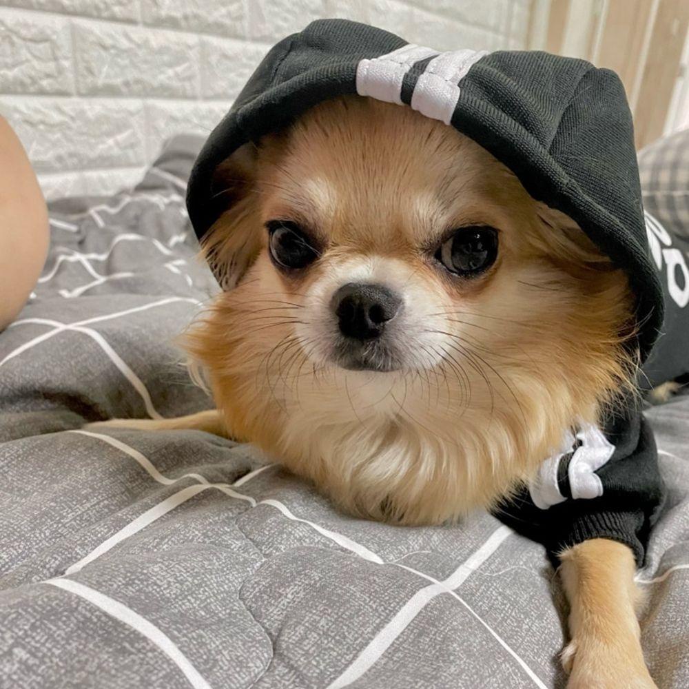 Lilyes Áo Khoác Hoodie Mùa Đông Hai Lớp Cỡ Nhỏ Vừa Và Lớn Cho Cún Chihuahua