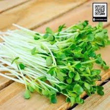 Hạt giống rau mầm cải ngọt
