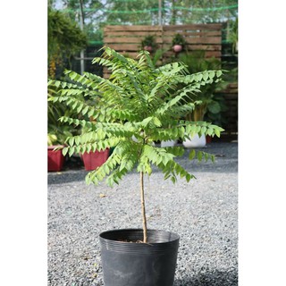 Cây 🌲 Chùm ruột  ngọt