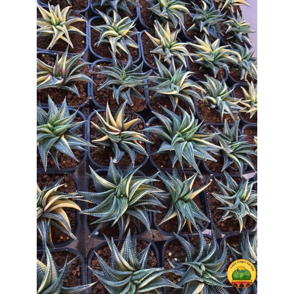 Haworthia Móng Rồng Xoáy Var| Đã thuần khí hậu, kích thước 10cm+