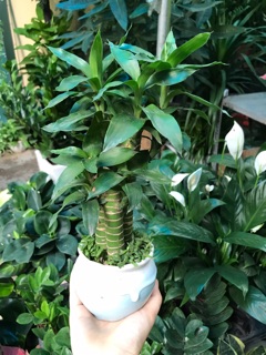 Trúc phát Lộc 3 cây thân mập.