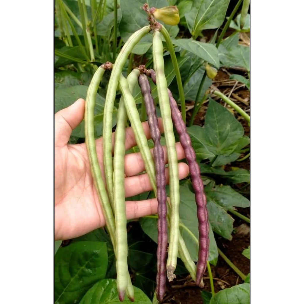 Đậu đỏ hạt nhỏ,nhà trồng bao sạch bịt 1kg