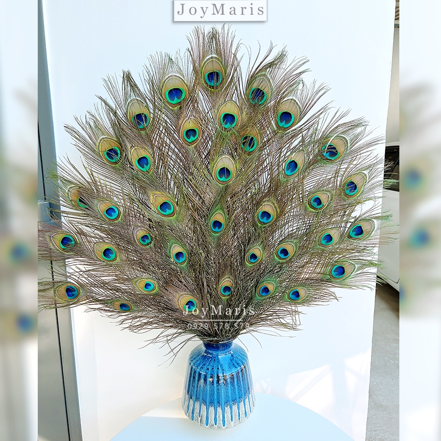 Set 39 Lông Công Phong Thủy JoyMaris Mang Lại Tiền Tài Trong Kinh Doanh, Lông Thật 100%