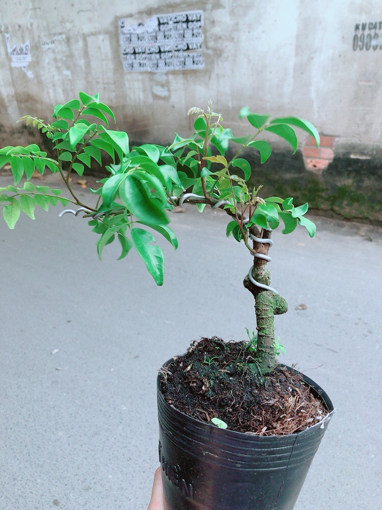 Cây Khế Bonsai