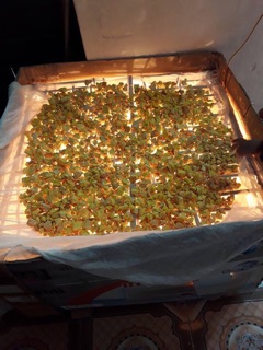 Tinh bột nghệ nhà làm