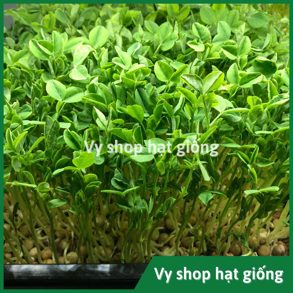 Hạt giống rau mầm đậu Hà Lan thân bụi Thái Lan gói 60 hạt