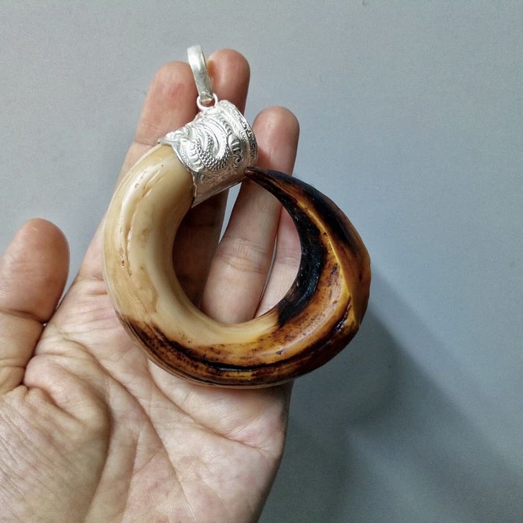 Nanh heo nhân tạo hàm trên