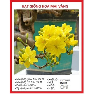 Hạt giống hoa mai vàng 25 hạt ( tặng kèm 3 viên nén kích thích ươm hạt )