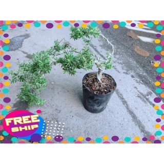 Linh Sam Bonsai