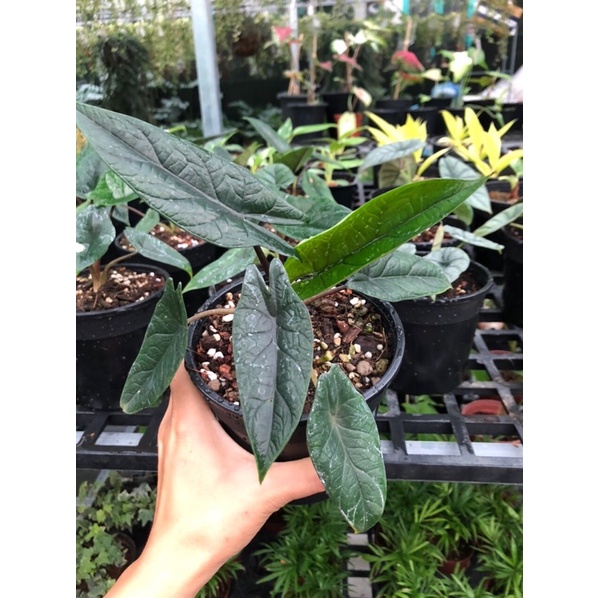 Cây môn Alocasia scalprum