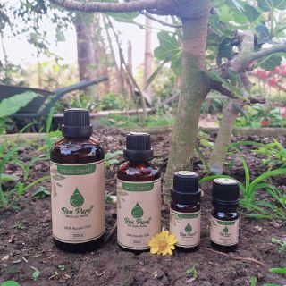 Tinh dầu Tràm Gió 10ml tới  50ml