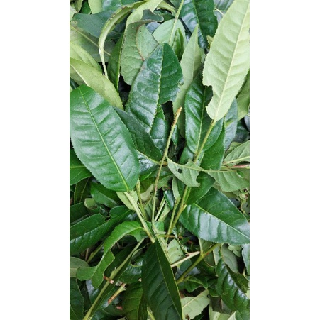 Trà xanh lâm đồng 500g