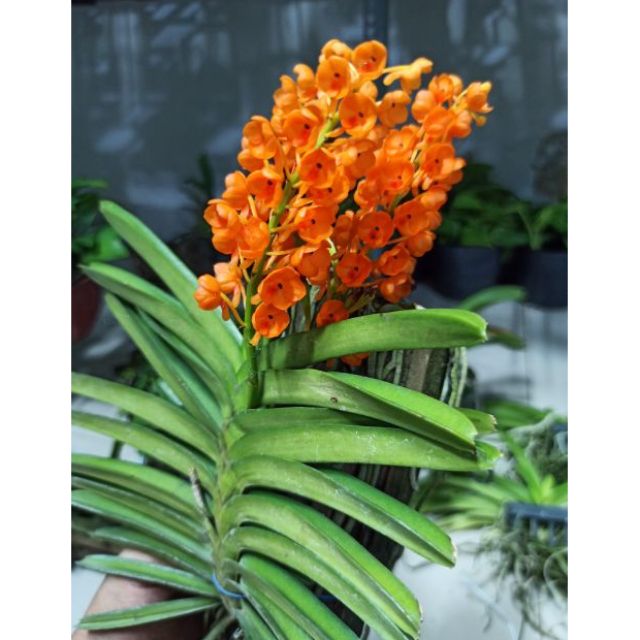 Hỏa hoàng cam ghép gỗ