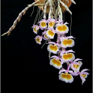 Hoa phong lan long tu xuân hoa tết bảng thuần vườn