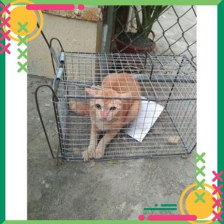 Lồng bẫy đa năng, bẫy chồn, mèo hoang, sóc, chuột