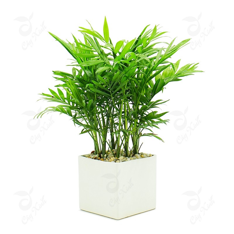 Cây cau tiểu trâm mini .