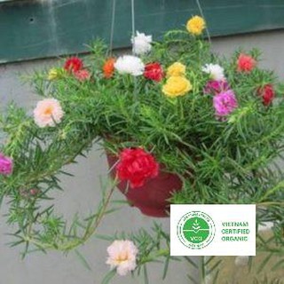 200 Hạt giống Mười giờ (tặng gói Kích nẩy mầm và Hướng dẫn) THUTHUY