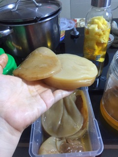 Nấm kombucha