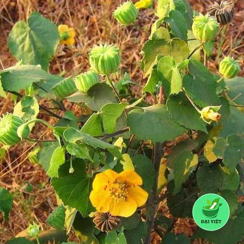 Cây Cối Xay khô [1KG] Hàng sạch đẹp
