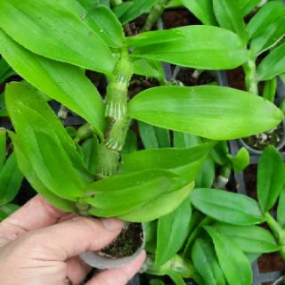 Hoa phong lan phi điệp lá mít