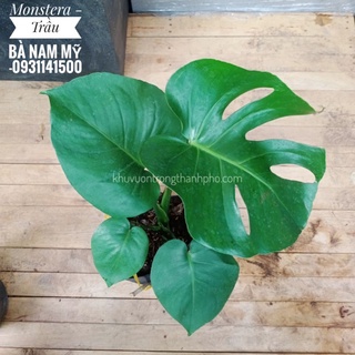 cây Monstera, trầu bà nam mỹ size nhỏ