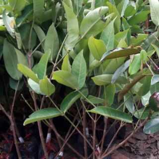 Cây giống roi đỏ An Phước