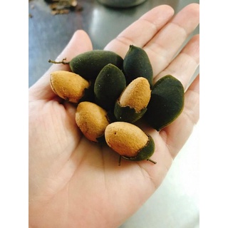 500g say nhung rừng trái to không sâu chua chua ngọt ngọt