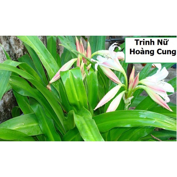 Viên trinh nữ hoàng cung - cao xạ đen, viên trinh nữ phòng chống ung thư - 500gr