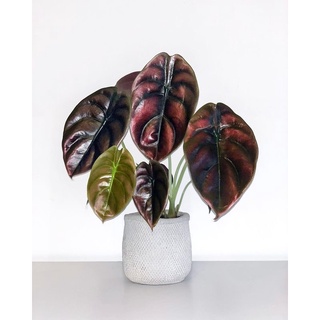 alocasia cuprea- rồng đỏ- cây nhỏ giá rẻ