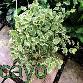Cây Trầu Bà Càng Cua