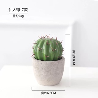 Chậu cây xương rồng mini