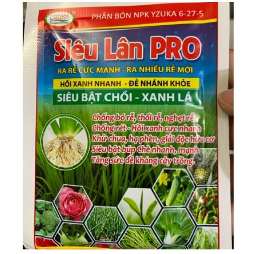 Siêu lân kích thích ra rễ và phân hóa mầm hoa