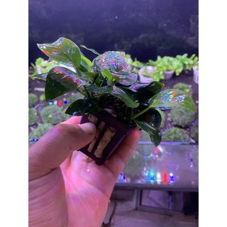 Cây thủy sinh Ráy Lá Thường