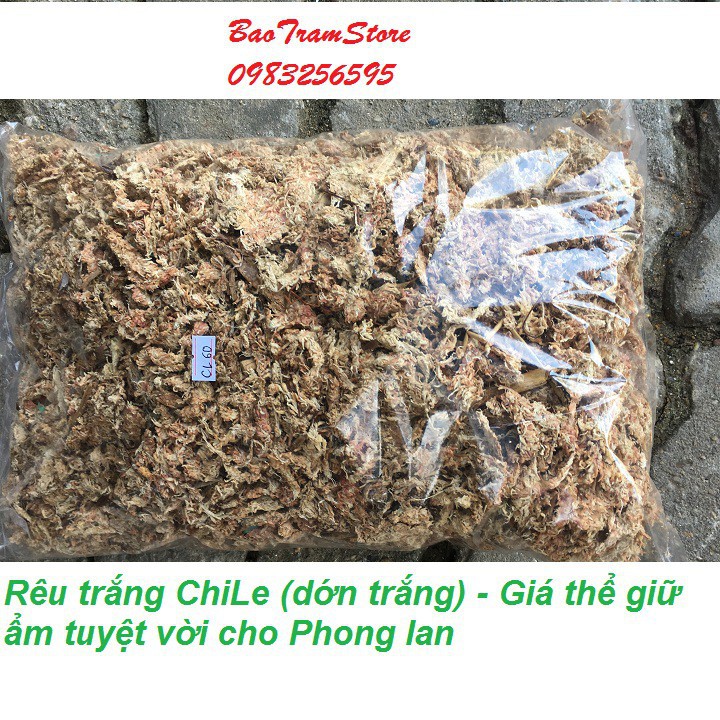 [SIEURE] Rêu trắng ChiLe - Giá thể giữ ẩm tuyệt vời cho phong lan, gói 300g hàng đẹp, phân phối chuyên nghiệp.